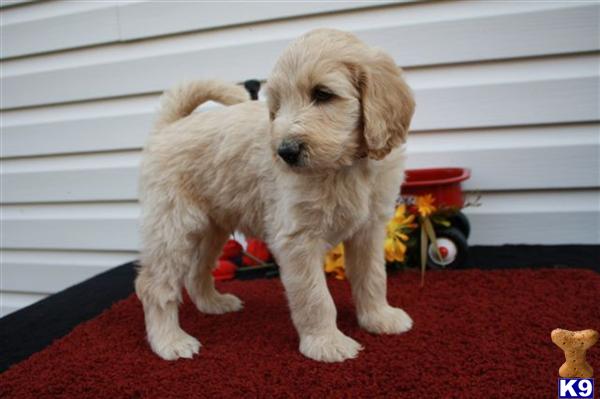 Labradoodle