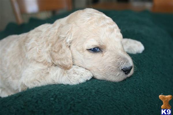 Labradoodle