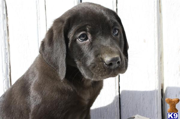 Labrador Retriever