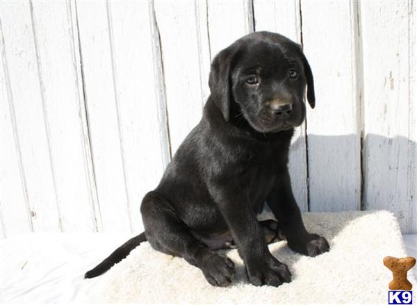 Labrador Retriever