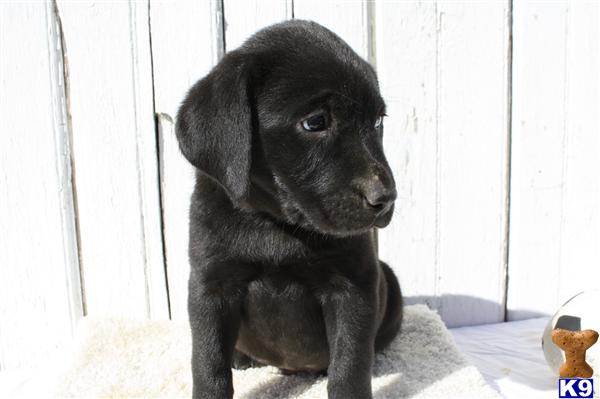 Labrador Retriever