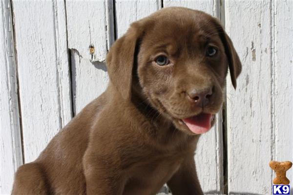 Labrador Retriever