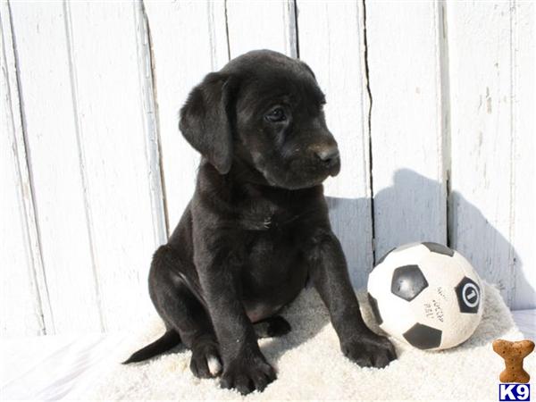 Labrador Retriever