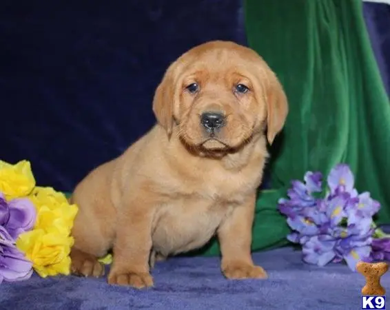 Labrador Retriever puppy for sale