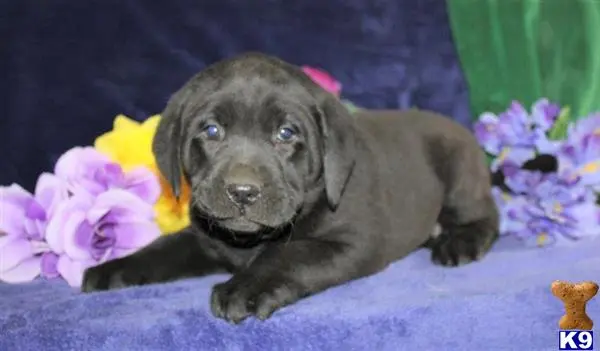 Labrador Retriever puppy for sale