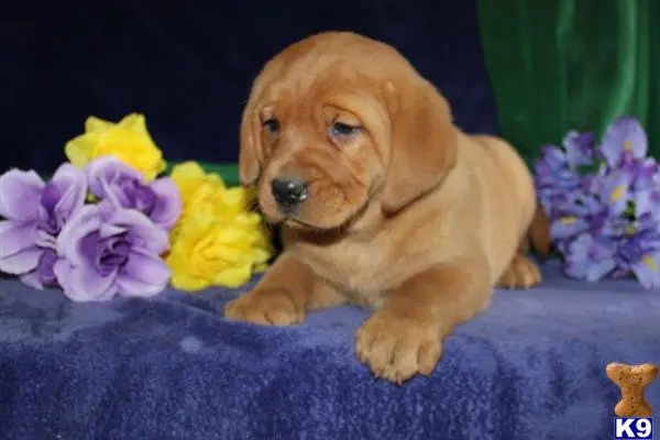 Labrador Retriever puppy for sale