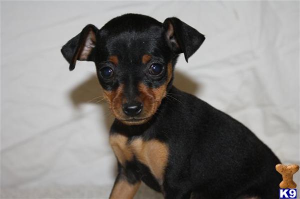 Miniature Pinscher