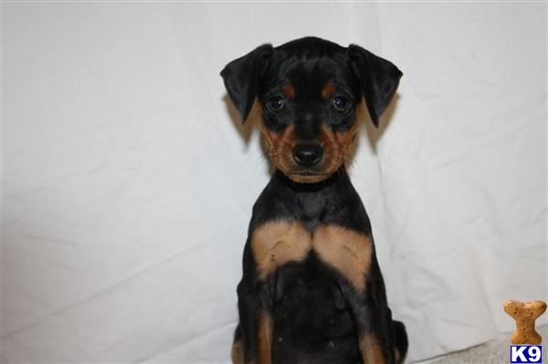 Miniature Pinscher