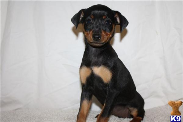 Miniature Pinscher