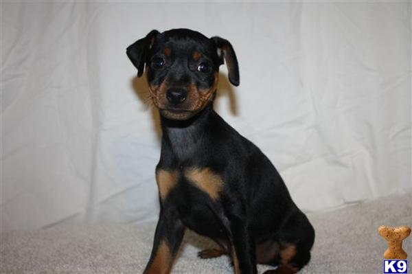 Miniature Pinscher