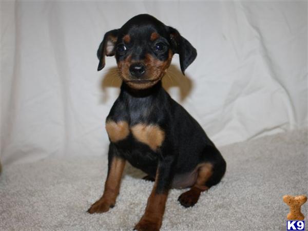 Miniature Pinscher