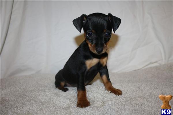 Miniature Pinscher