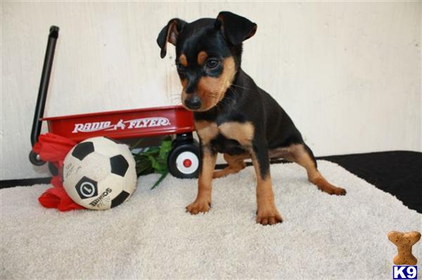 Miniature Pinscher