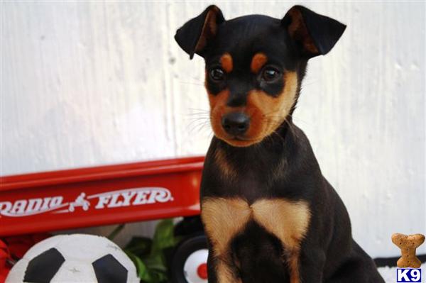 Miniature Pinscher