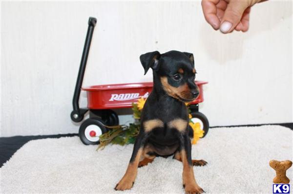 Miniature Pinscher