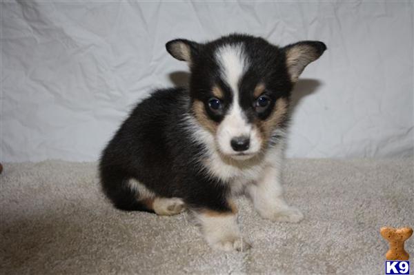 Pembroke Welsh Corgi