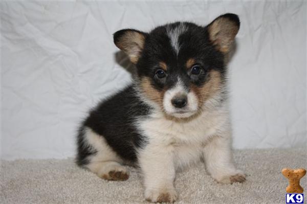 Pembroke Welsh Corgi