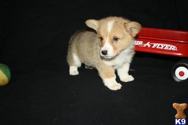 Pembroke Welsh Corgi