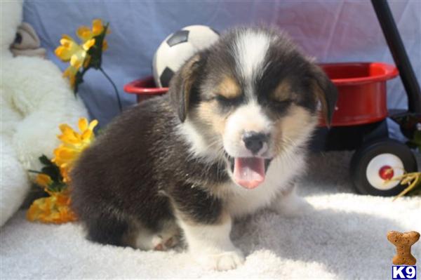 Pembroke Welsh Corgi