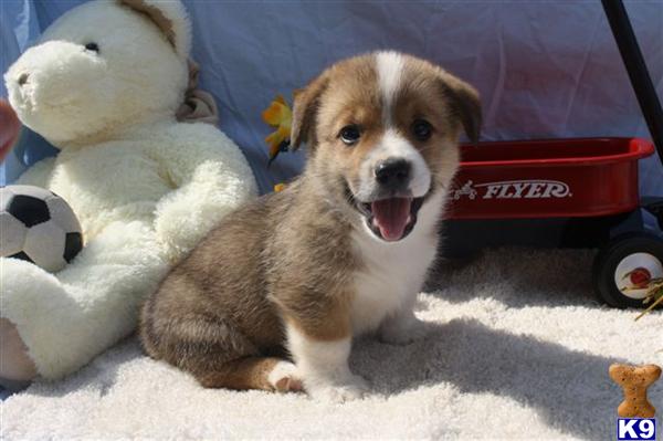 Pembroke Welsh Corgi