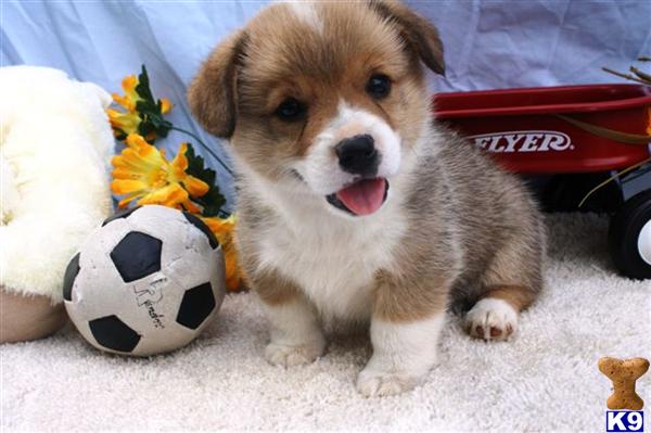 Pembroke Welsh Corgi