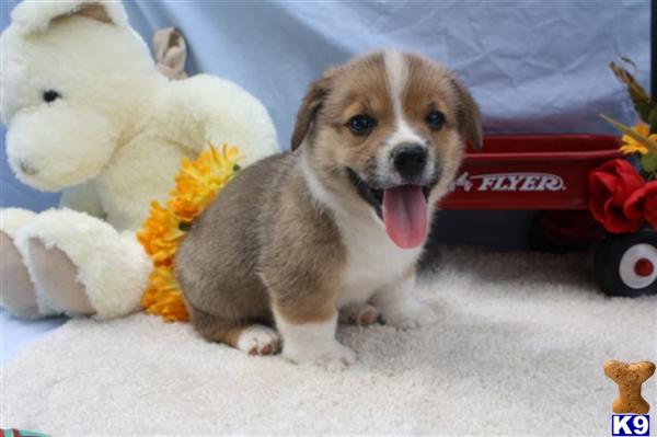 Pembroke Welsh Corgi