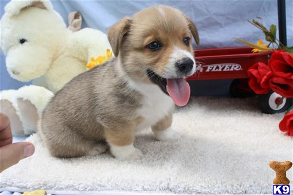 Pembroke Welsh Corgi