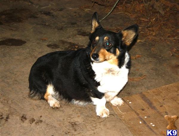 Pembroke Welsh Corgi dog