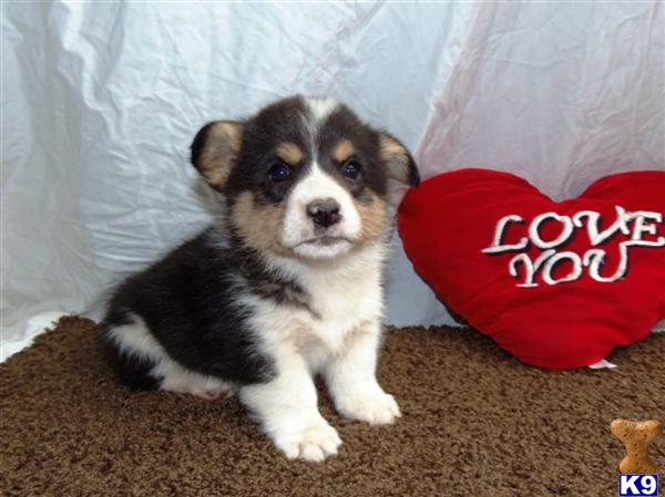 Pembroke Welsh Corgi