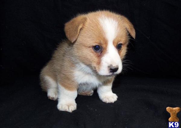 Pembroke Welsh Corgi