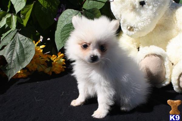 Pomeranian