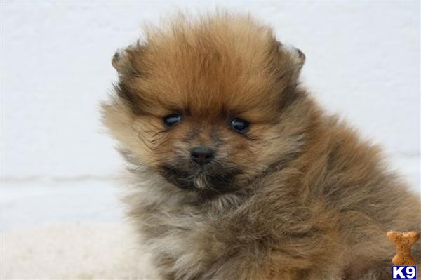 Pomeranian