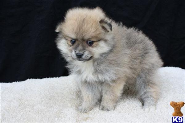 Pomeranian