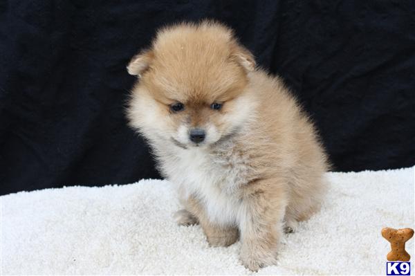 Pomeranian