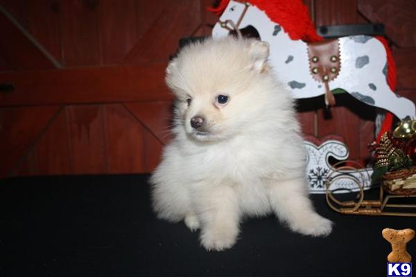 Pomeranian