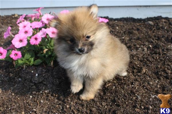 Pomeranian