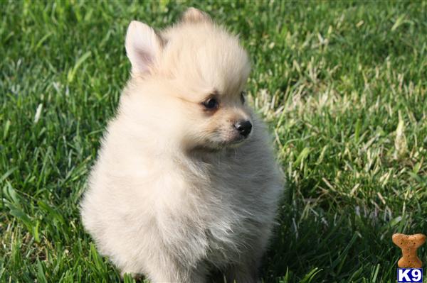 Pomeranian