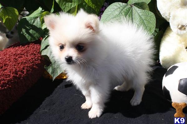 Pomeranian