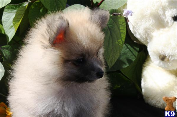 Pomeranian