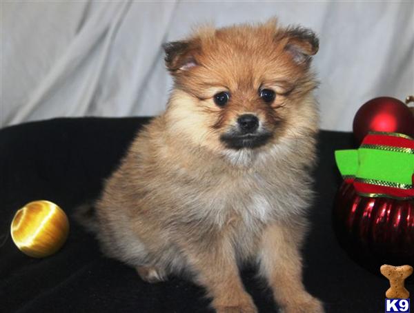 Pomeranian