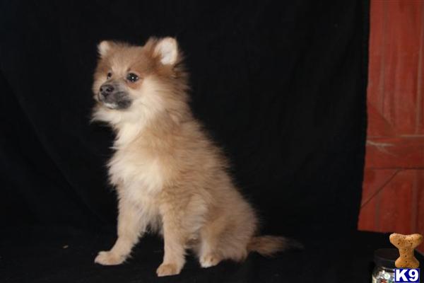 Pomeranian