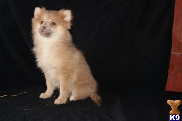 Pomeranian