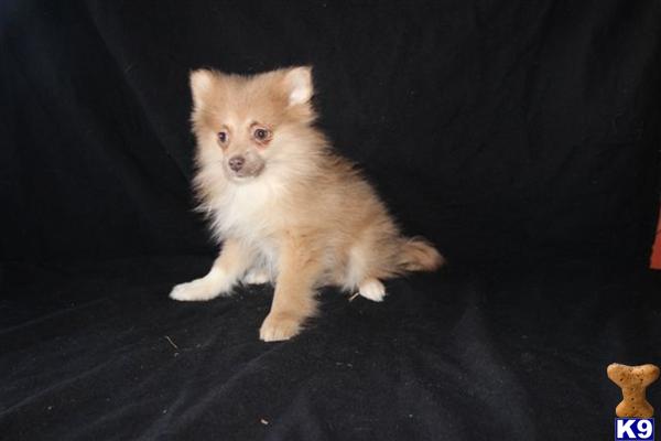 Pomeranian