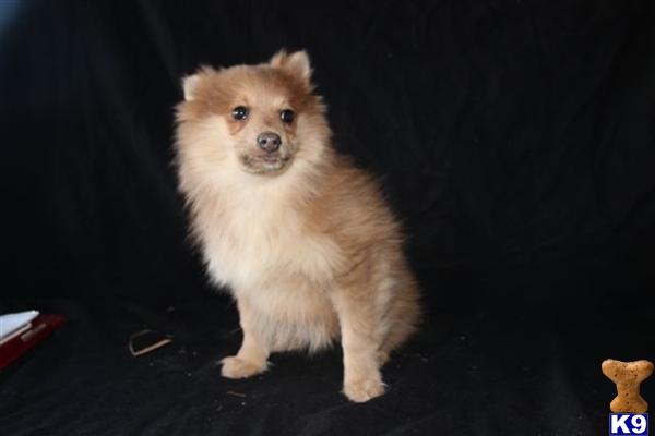 Pomeranian