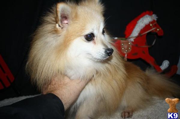 Pomeranian dog