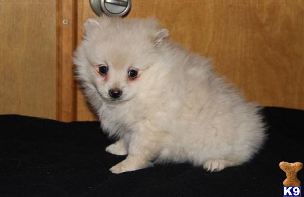 Pomeranian