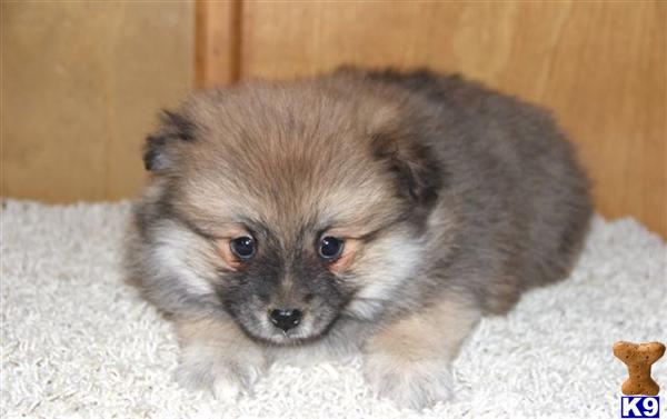 Pomeranian