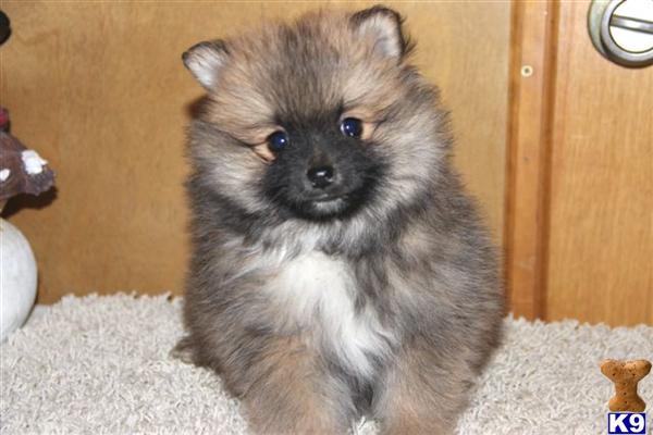 Pomeranian