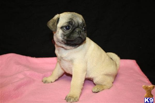 Pug