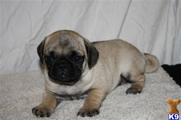 Pug